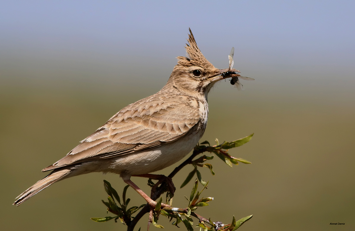 Crested Lark